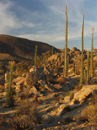El cirio con fruto en la cima