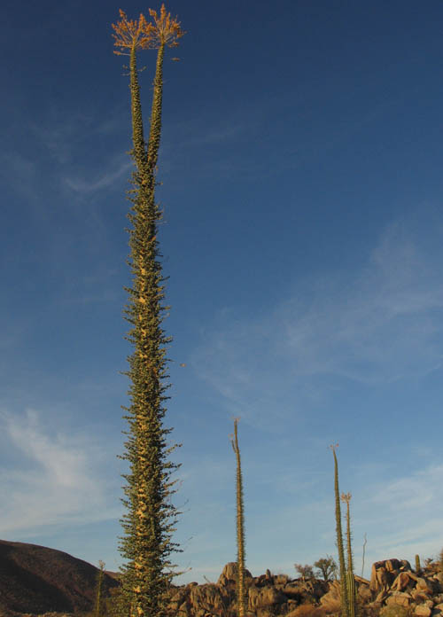 Cirio con fruto en la cima